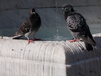 Doves.jpg