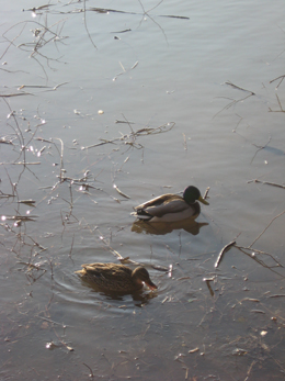 Ducks.jpg