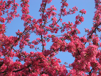 Flowering.jpg